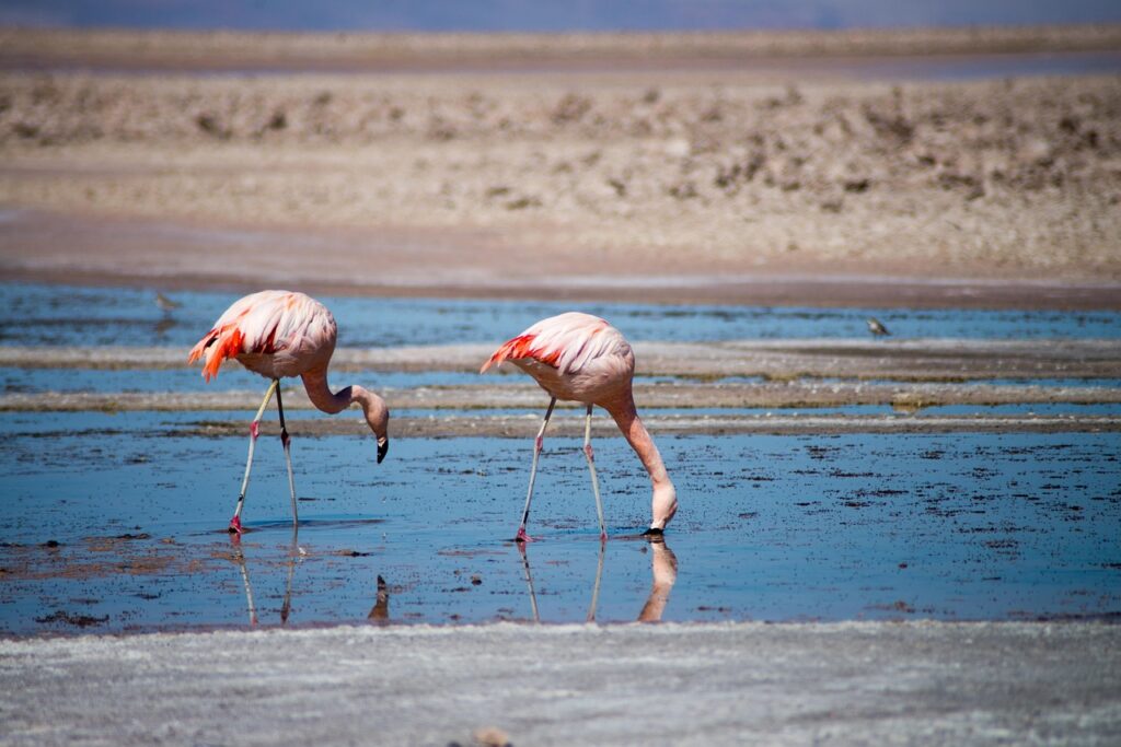 flamingoes, birds, animals, plumage, feathers, beaks, bills, ornithology, animal world, water, nature, flamingoes, flamingoes, flamingoes, flamingoes, flamingoes