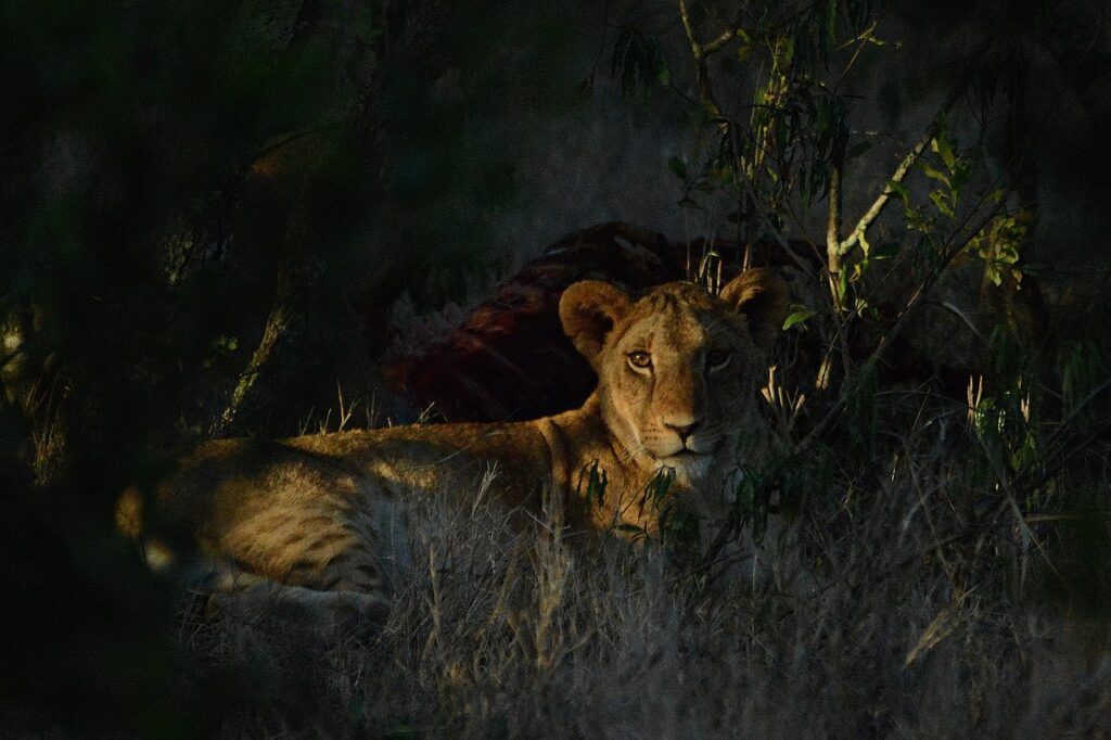 lion, safari, predator, africa, carnivore, kenya, animals, lioness, lion, lion, nature, lion, lion, lion, lioness
