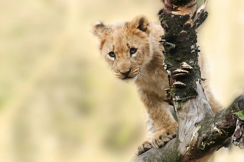 A cute lion cub playfully climbing a tree in the wild, showcasing curiosity and innocence.