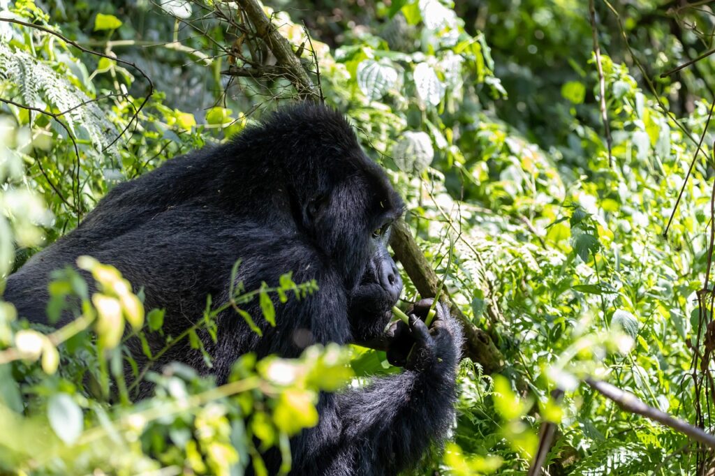 gorilla, silverback, jungle, wildlife, primate, male gorilla, animal, bwindi, gorilla tracking, nature, forest, gorilla, gorilla, gorilla, gorilla, gorilla, bwindi, bwindi, bwindi, bwindi, bwindi, gorilla tracking