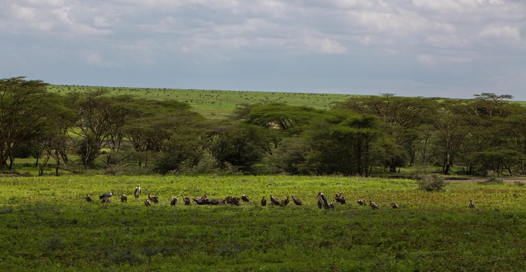 ngorongoro conservation area, tanzania, nature, africa, park, travel, landscape, wildlife, ngorongoro, green, reserve, bush, clouds, foliage, ngorongoro, ngorongoro, ngorongoro, ngorongoro, ngorongoro