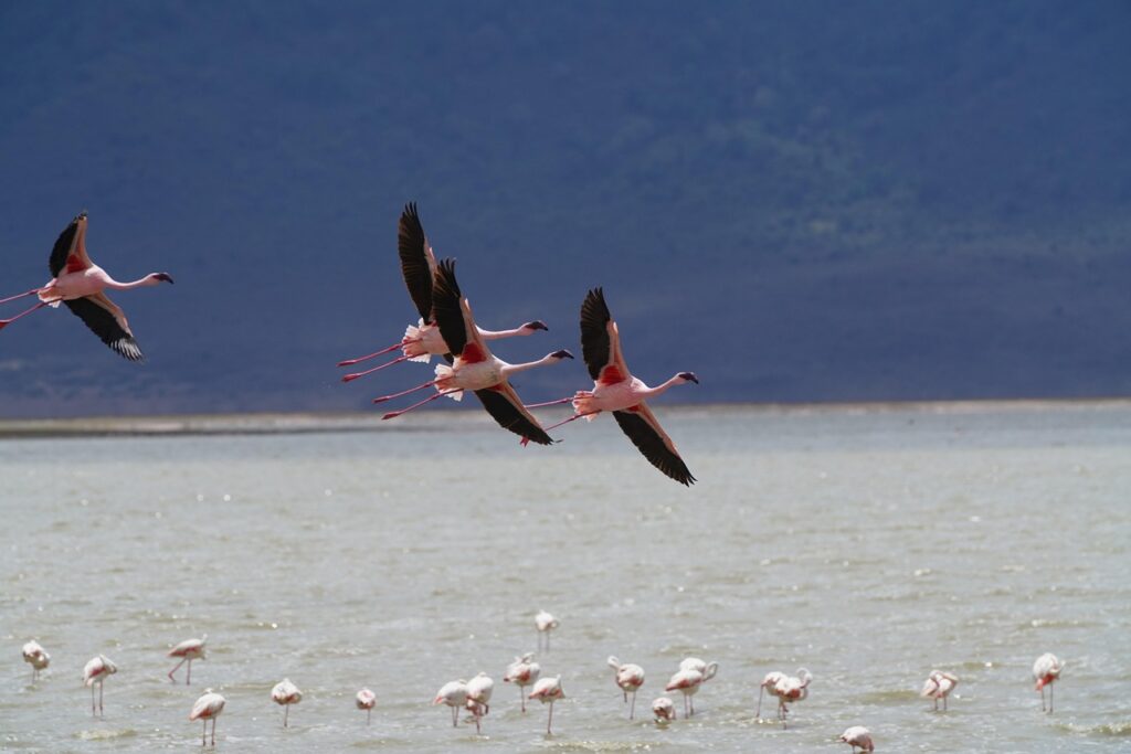 flamingos, nature, wildlife, flying, lake, water, tanzania, africa, birds