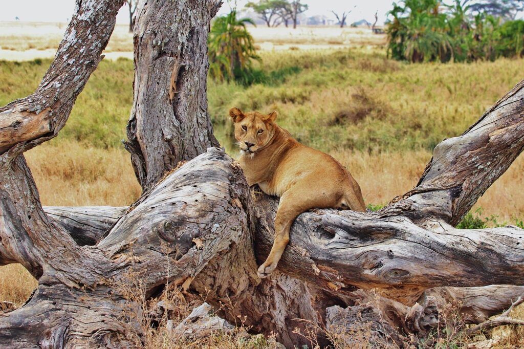 lion, tanzania, nature, safari, serengeti, africa, animal, female, carnivore, brown lion