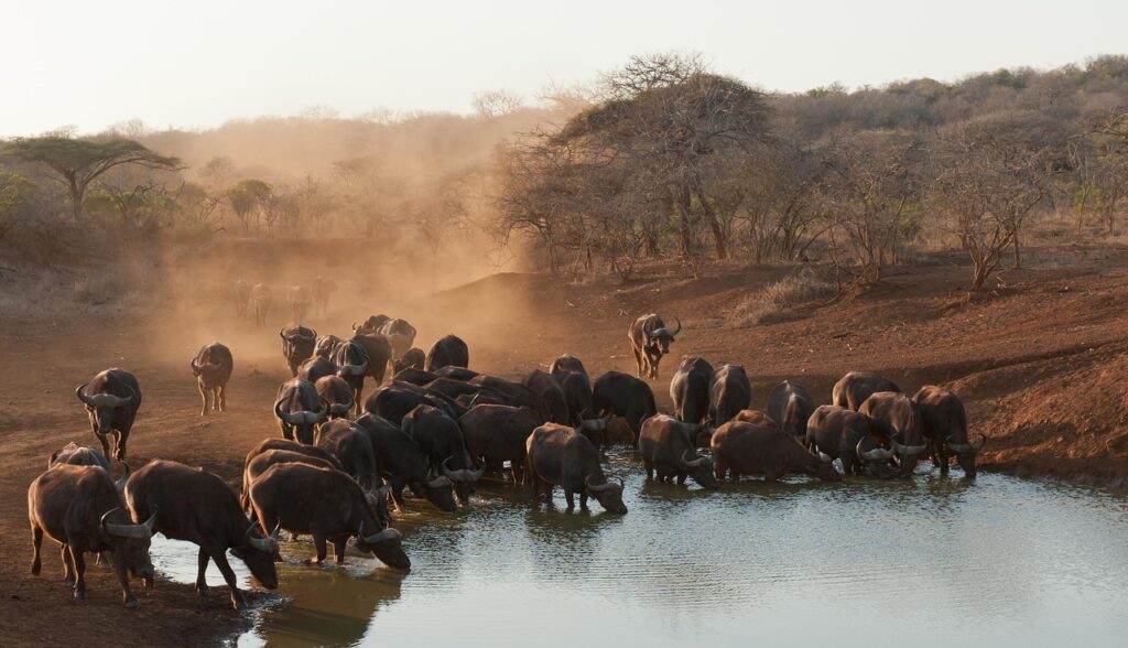 buffalo, south africa, savannah, buffalo, buffalo, buffalo, buffalo, buffalo, south africa, south africa, savannah, savannah, savannah