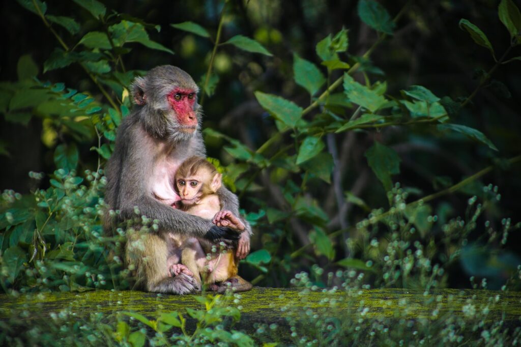 monkey, feeding, mother, baby, nature, jungle, forest, animals, wildlife, monkey, monkey, monkey, monkey, monkey, mother, jungle, jungle, jungle, jungle