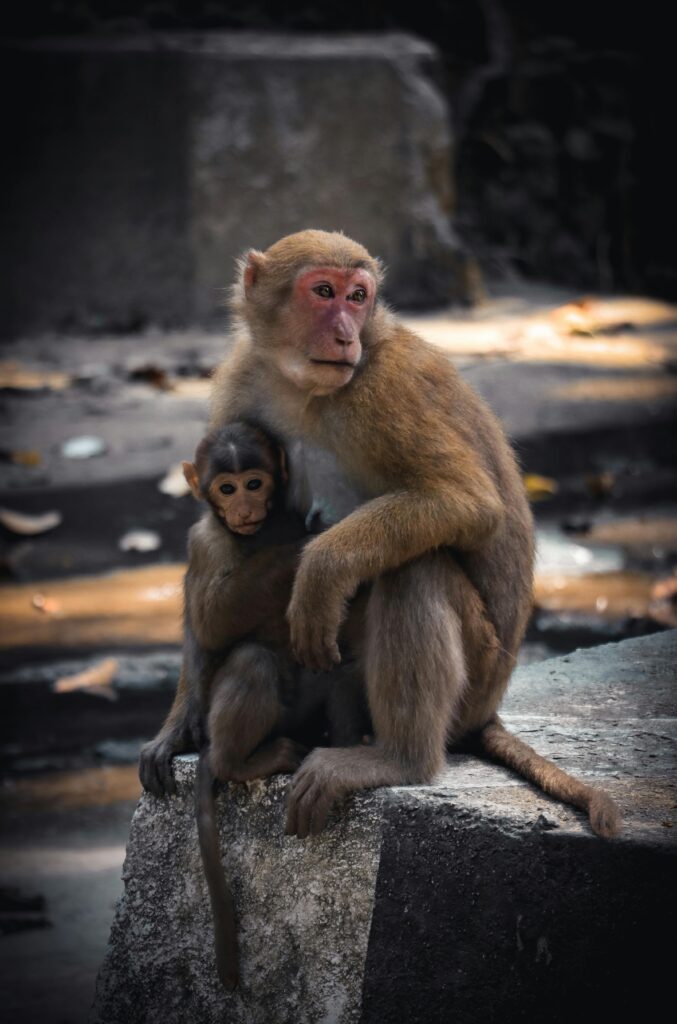 A mother macaque lovingly holds her baby in a zoo environment.
